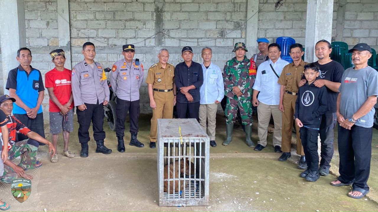 Bukan Ajag Jawa, Pengganggu Ternak di Dagangan Terungkap!