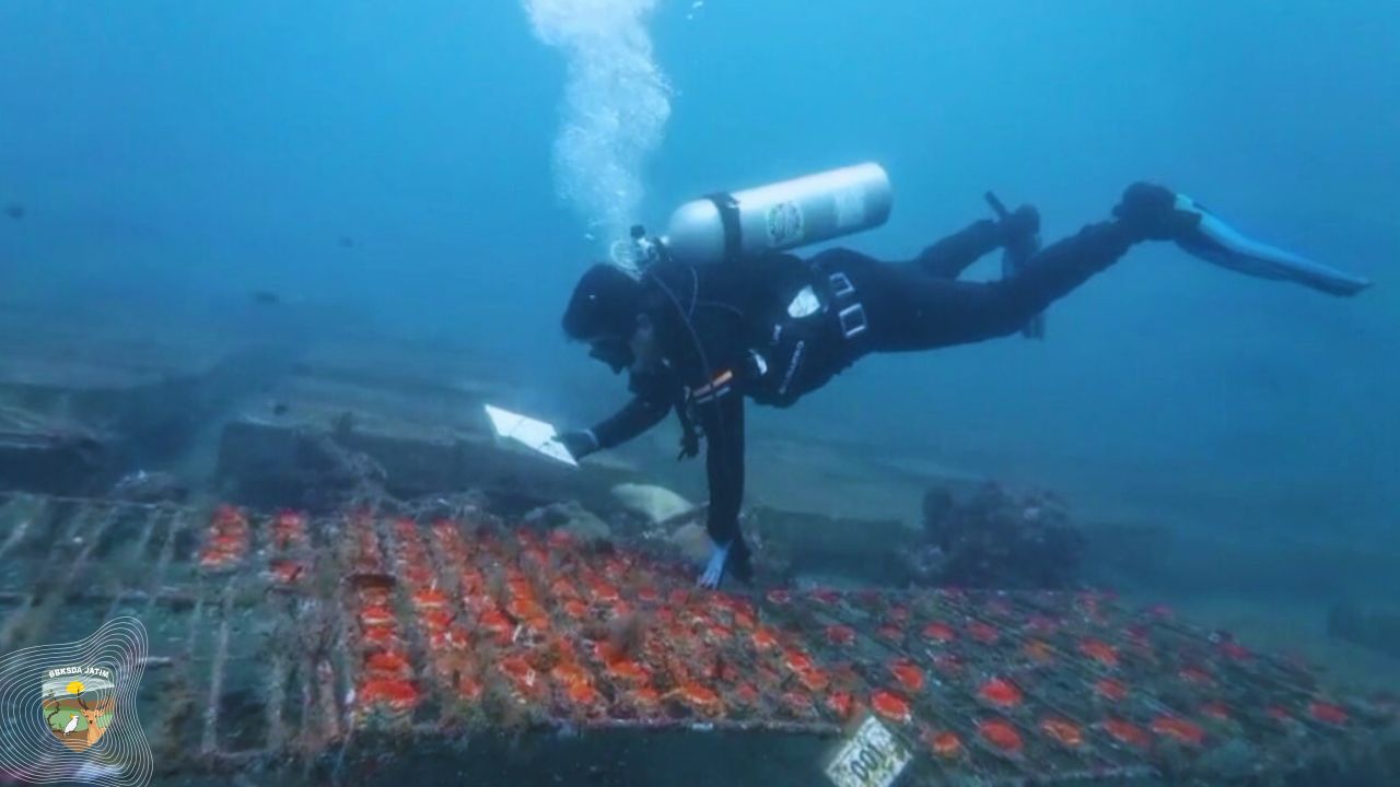 Tak Sekadar Menyelam, Ini Cara BBKSDA Jawa Timur Menjaga Terumbu Karang