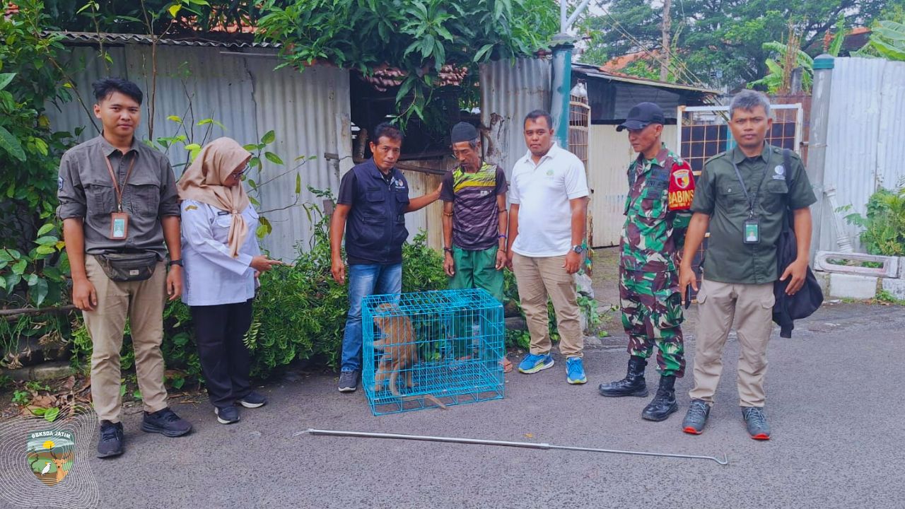 Di Antara Aspal dan Rantai Besi, Negara Hadir Menyelamatkan Satwa