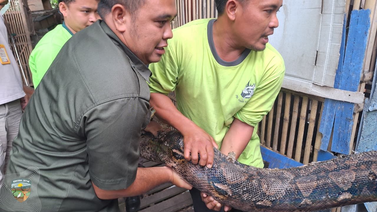 Pelajaran Konservasi dari Penyelamatan Sanca Kembang Prambon