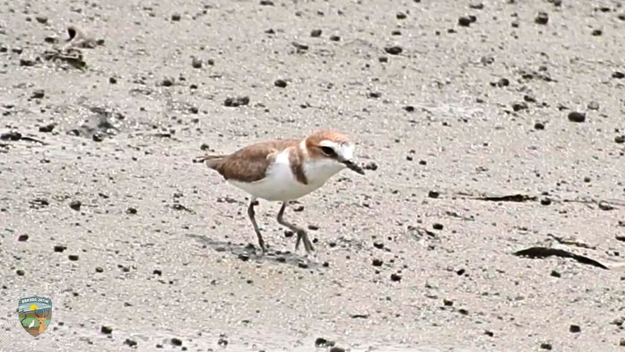 Potret Keanekaragaman Burung Air dan Pentingnya Mangrove Wonorejo