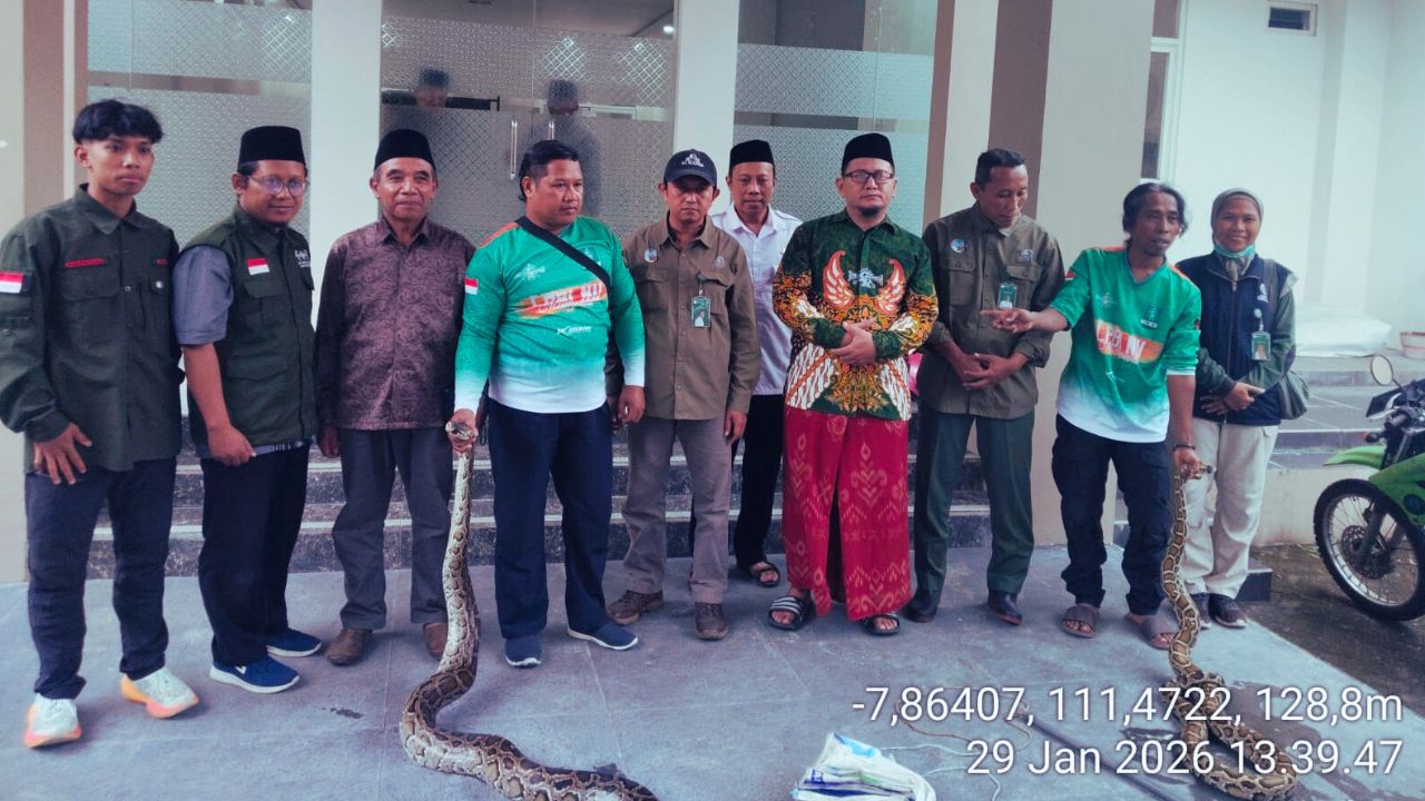 Sanca Bodo Muncul di Permukiman!  Itu Sebab Konservasi Harus Hadir Lebih Dekat