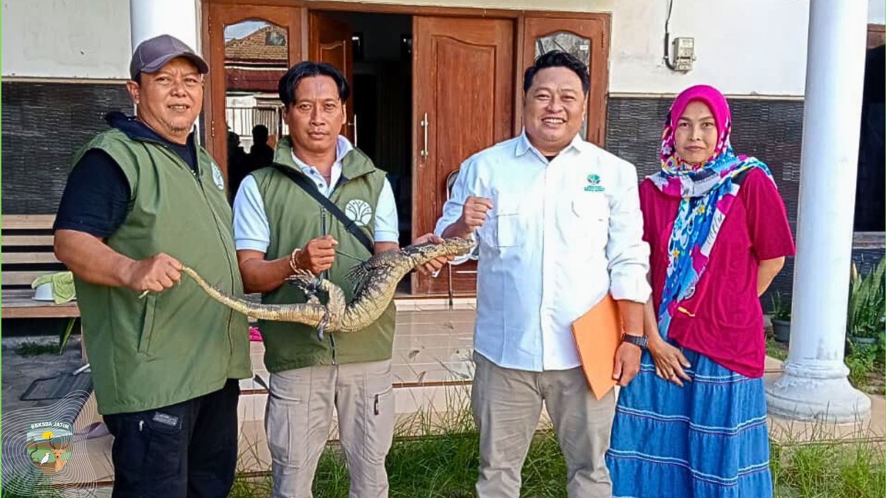 Berusaha Memasuki Rumah Warga, Seekor Biawak Diamankan Tim Matawali