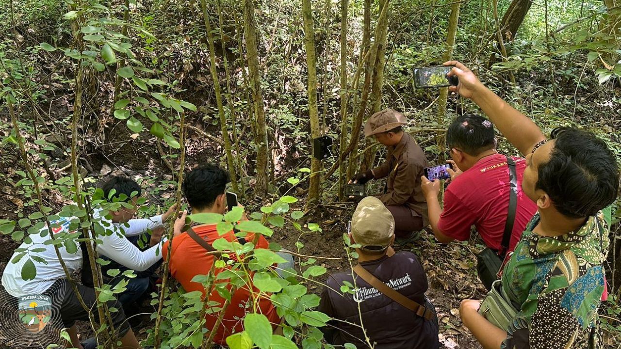 Pasang Kamera Trap di Hutan Kota Trenggalek, Tak Disangka Dapatkan Jenis Ini