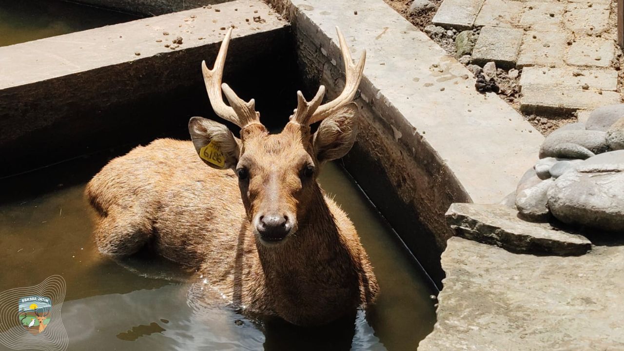 BBKSDA Jawa Timur Lakukan Pembinaan Penangkaran Rusa Timor di Ponorogo