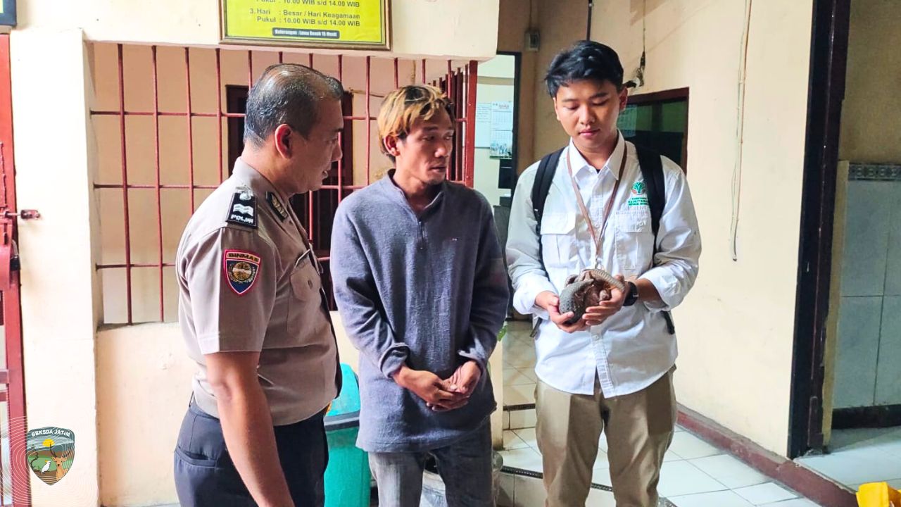 Kritis di Dunia, Dilindungi oleh Kesadaran, Kisah Penyelamatan Trenggiling Jawa di Mojokerto