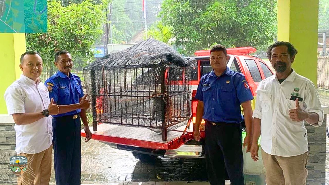 Tim MATAWALI Seksi KSDA Wilayah II Tangani Monyet Ekor Panjang Agresif dari Damkar Bojonegoro