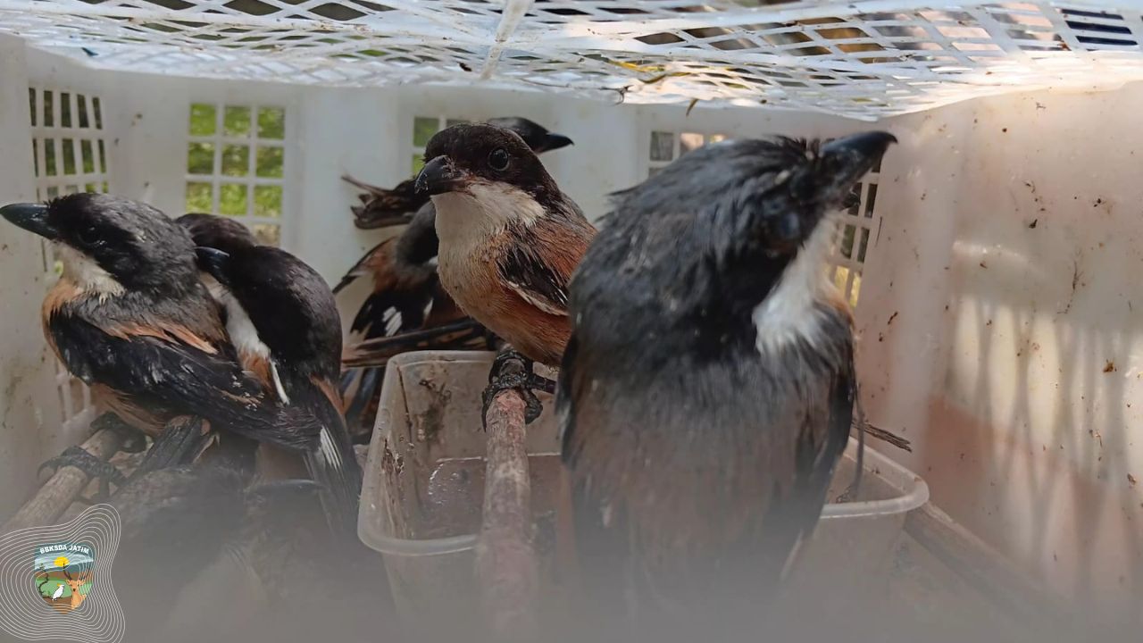 Disita di Tanjung Perak, 50 Yang Bertahan Hidup