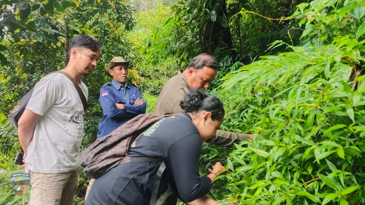 Mengawal Rehabilitasi Gunung Picis, Apa Yang Tersisa Dan Apa Yang Tumbuh