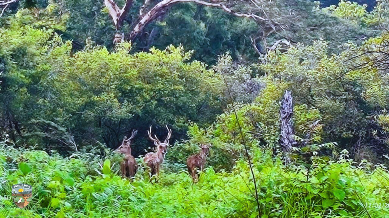40 Rusa Timor Kembali Mengisi Rantai Ekologi Savana Jawa Timur