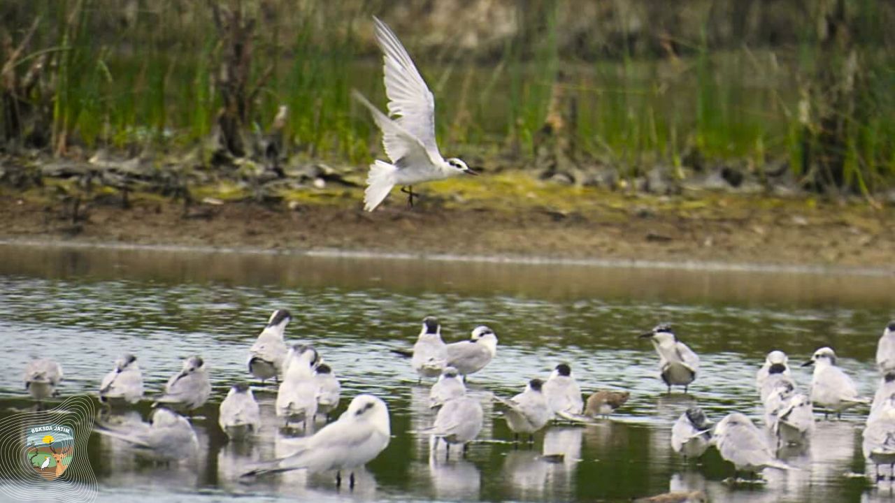 Burung Migran Datang, Alarm Lahan Basah Surabaya Kembali Berbunyi