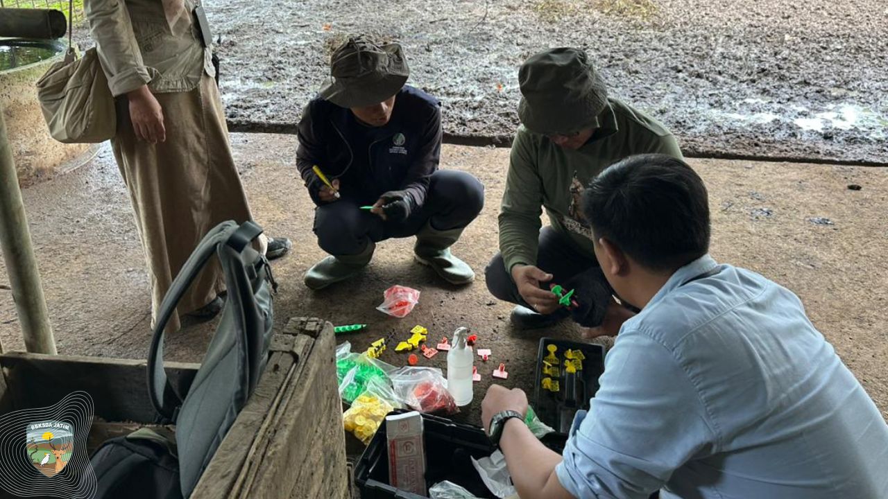 Bukan Aksesori, Inilah Alasan Setiap Rusa Harus Memiliki Tanda!