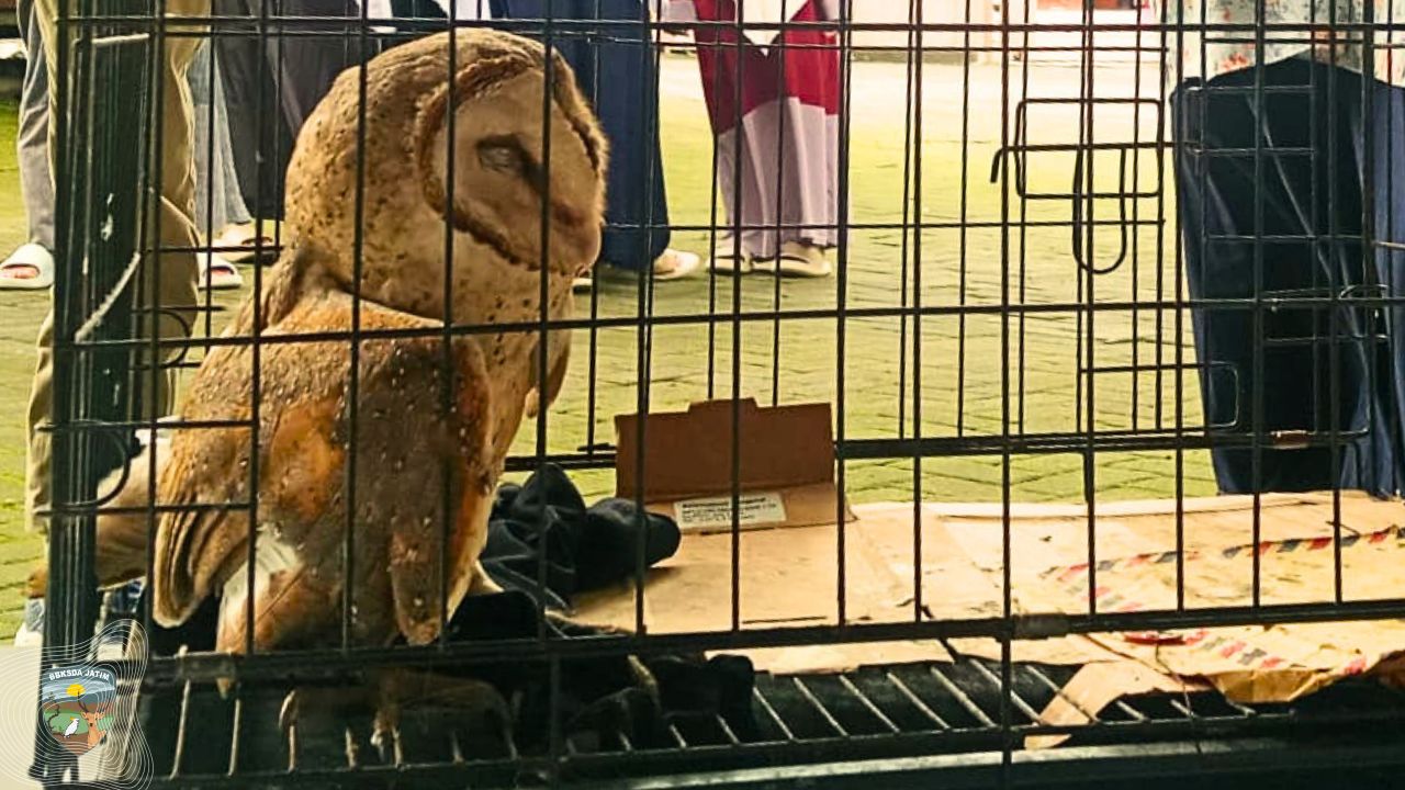 Terluka, Serak Jawa Dievakuasi Tim Matawali di Ngawi