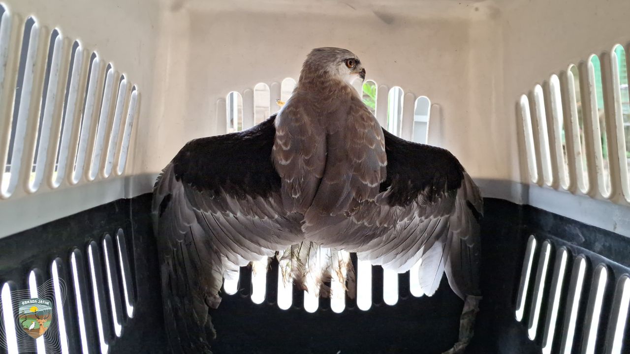 Jejak Elang Tikus di Jalur Kargo, Upaya Menggagalkan Peredaran Satwa Dilindungi