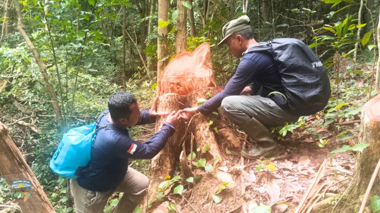 Rusa Bawean di Balik Bayang Pangopa Tumbang