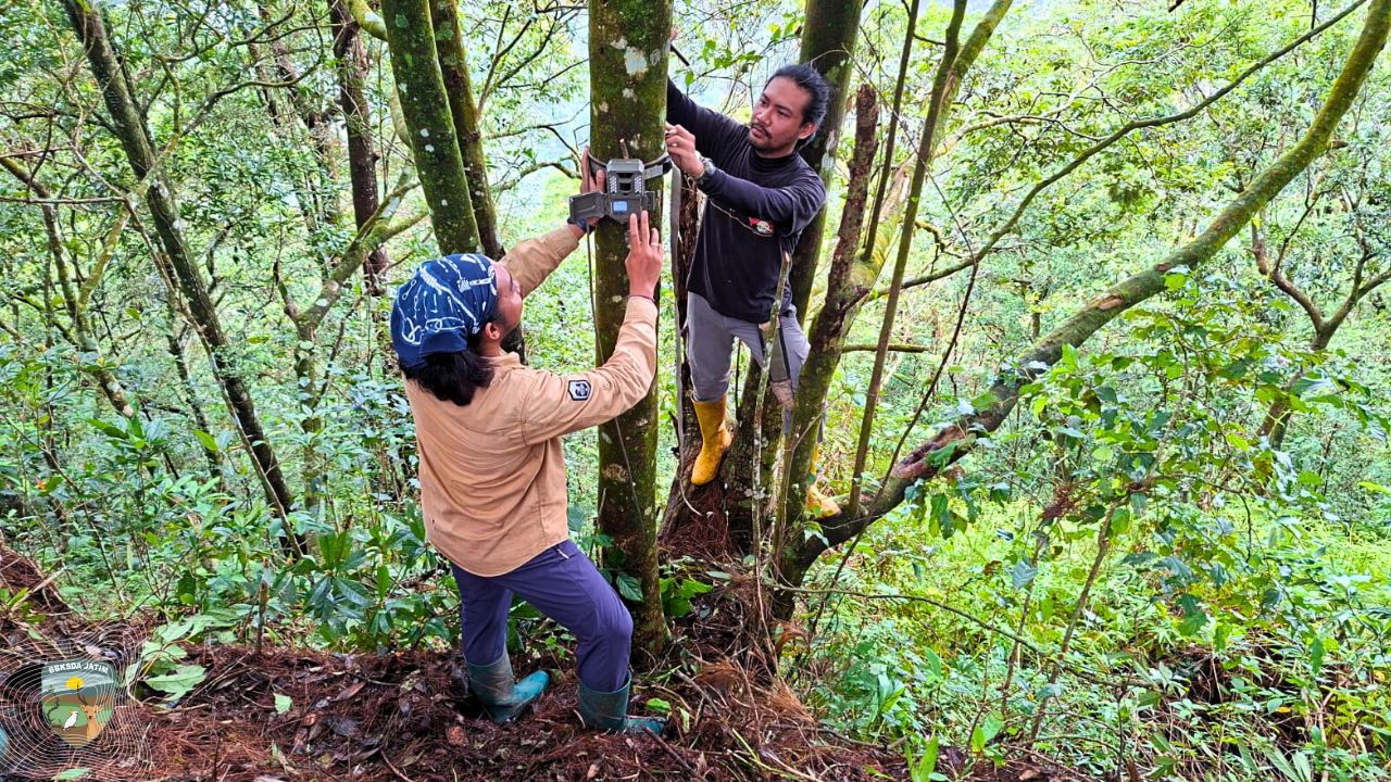 JWLS, Menguji Kebenaran Populasi Macan Tutul Jawa di Bentang Alam Gunung Lawu, Jawa Timur