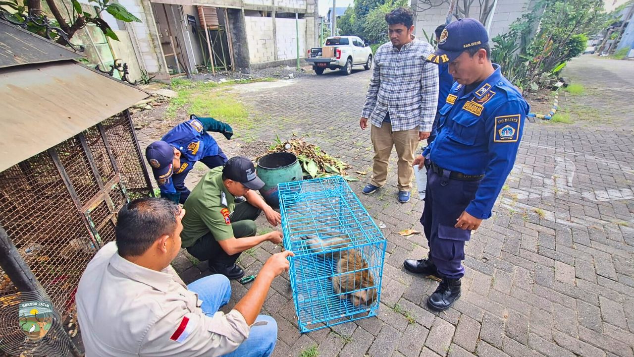 Kolaborasi Damkar Gresik dan Tim Matawali BBKSDA Jatim Evakuasi Monyet di Kebomas