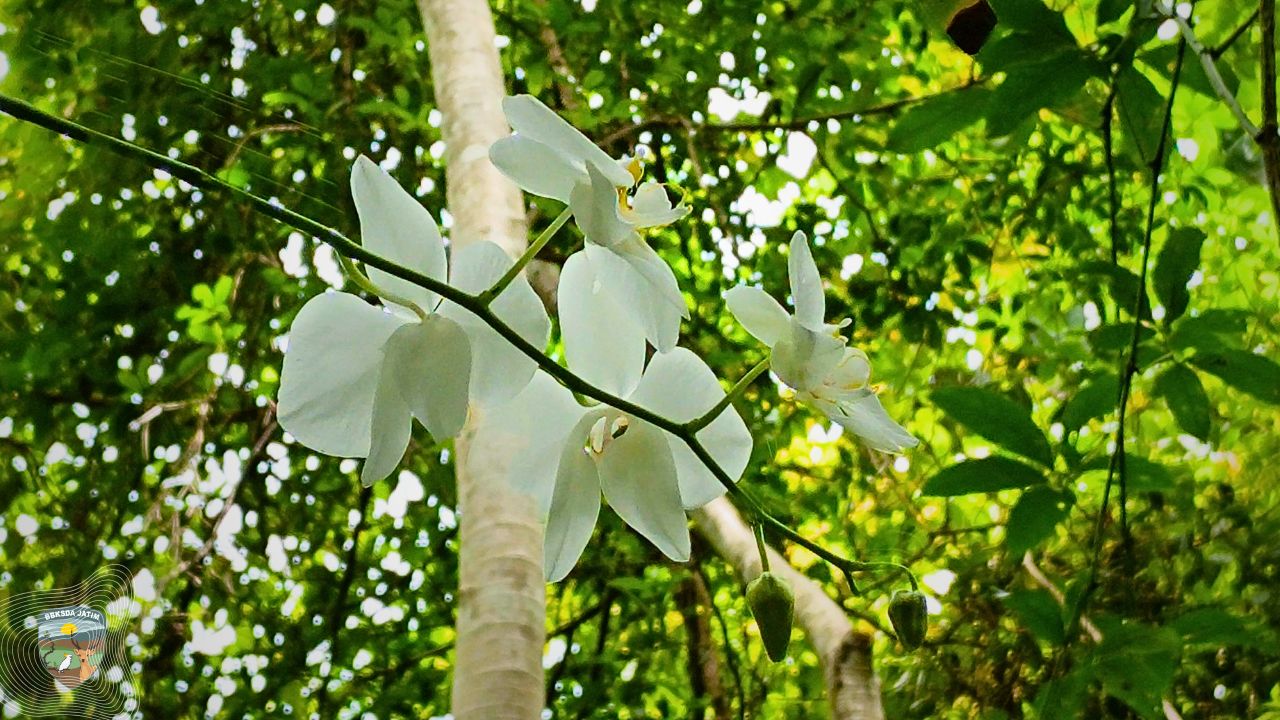 Anggrek di Kanopi Bawean