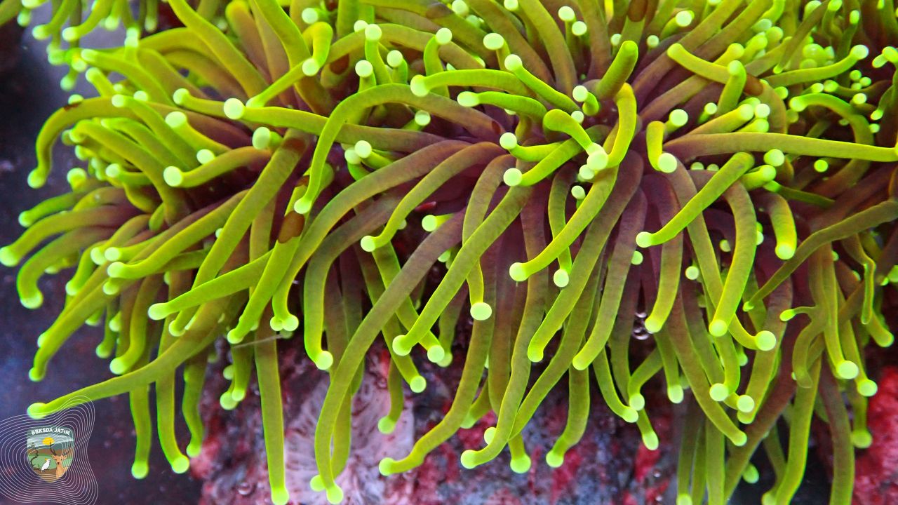 Babak Baru Pengelolaan Satwa Liar Perairan Indonesia Dimulai