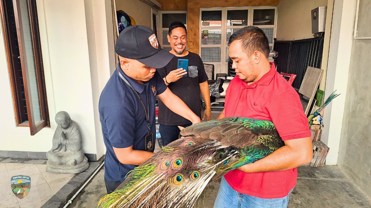 Muncul di Garasi, Seekor Merak Hijau Diserahkan Warga Kota Surabaya