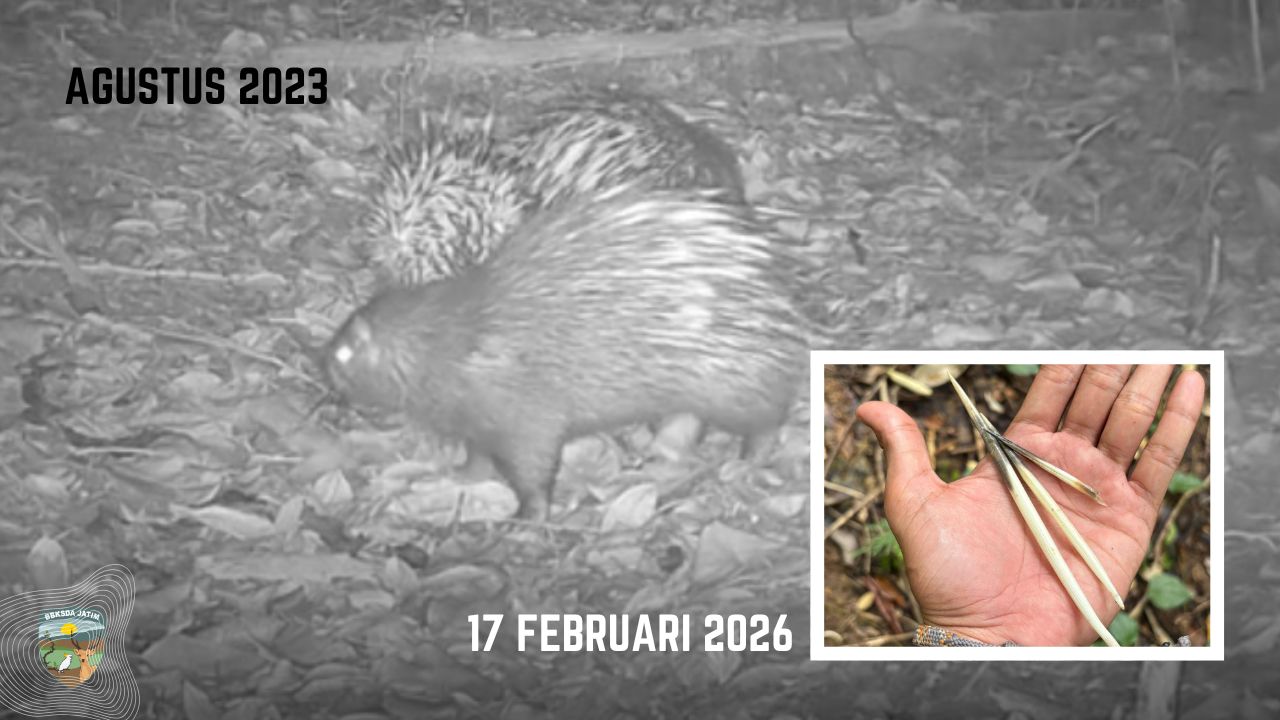 Duri yang Tertinggal di Tanah Lembap Berbatu, Membuka Tabir Misteri Mamalia Rimba Bawean 2026