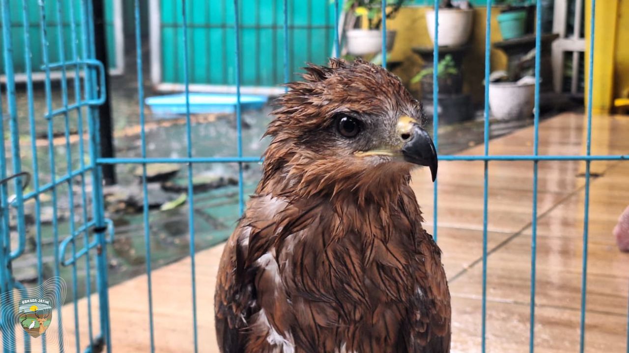 Elang Paria dari Ladang Jagung Lamongan, Migran Tersesat atau Jejak Interaksi Manusia?