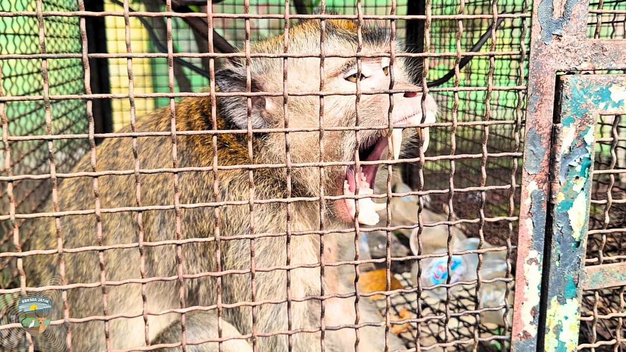 Viral Monyet di Kencong, Tiga Ekor Dievakuasi Tim MATAWALI BBKSDA Jatim