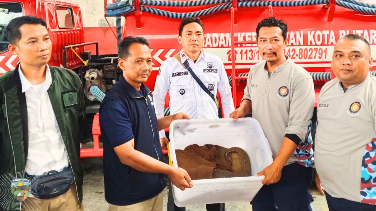 Tersesat di Rumah Warga, Mamalia Bersisik Dievakuasi dan Dilepasliarkan ke Kaki Gunung Kelud