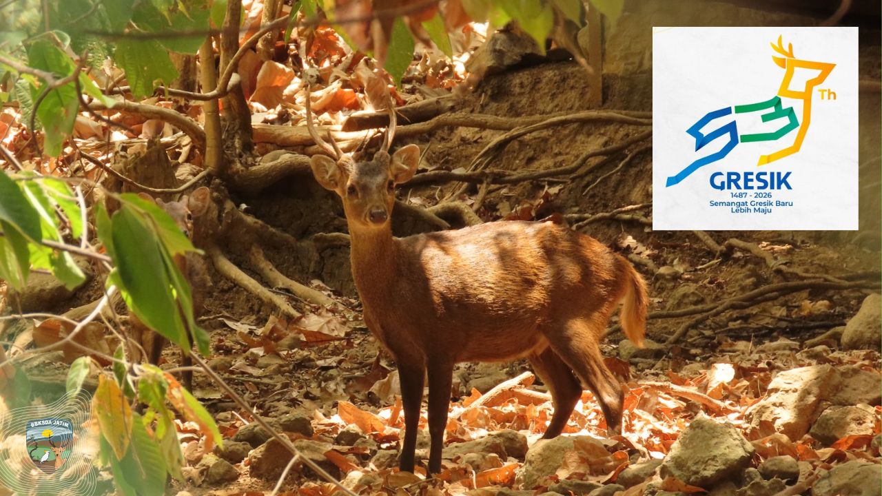 Rusa Bawean Di Logo HUT Gresik, Simbol Kebanggaan Yang Menguji Komitmen Konservasi