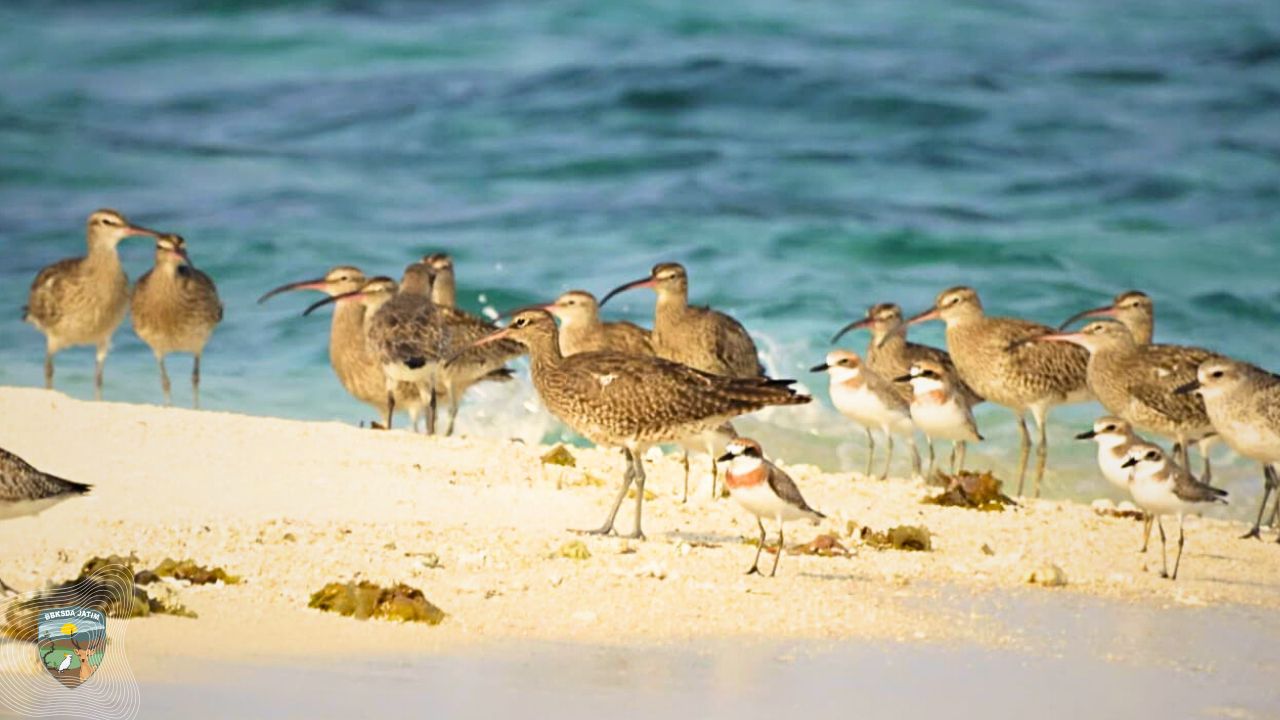 Pulau Kecil, Peran Besar: Cagar Alam Pulau Noko dalam Jalur Migrasi Burung Dunia
