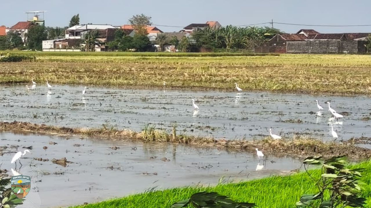 Sawah Dibajak, Puluhan Kuntul Turun Berpesta, Harmoni antara Petani dan Burung Air