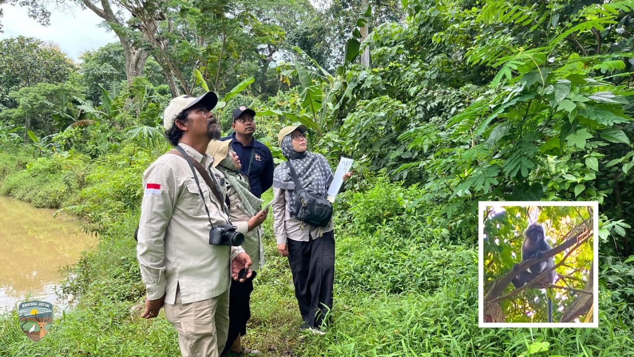 Jejak Bentung Yang Kembali, Harapan Baru Lutung Jawa Joko Tarub