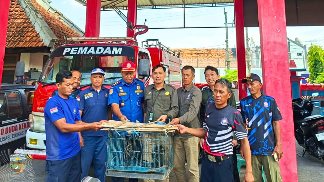 Tim Matawali Evakuasi Monyet Ekor Panjang Dari Tengah Kota Pamekasan