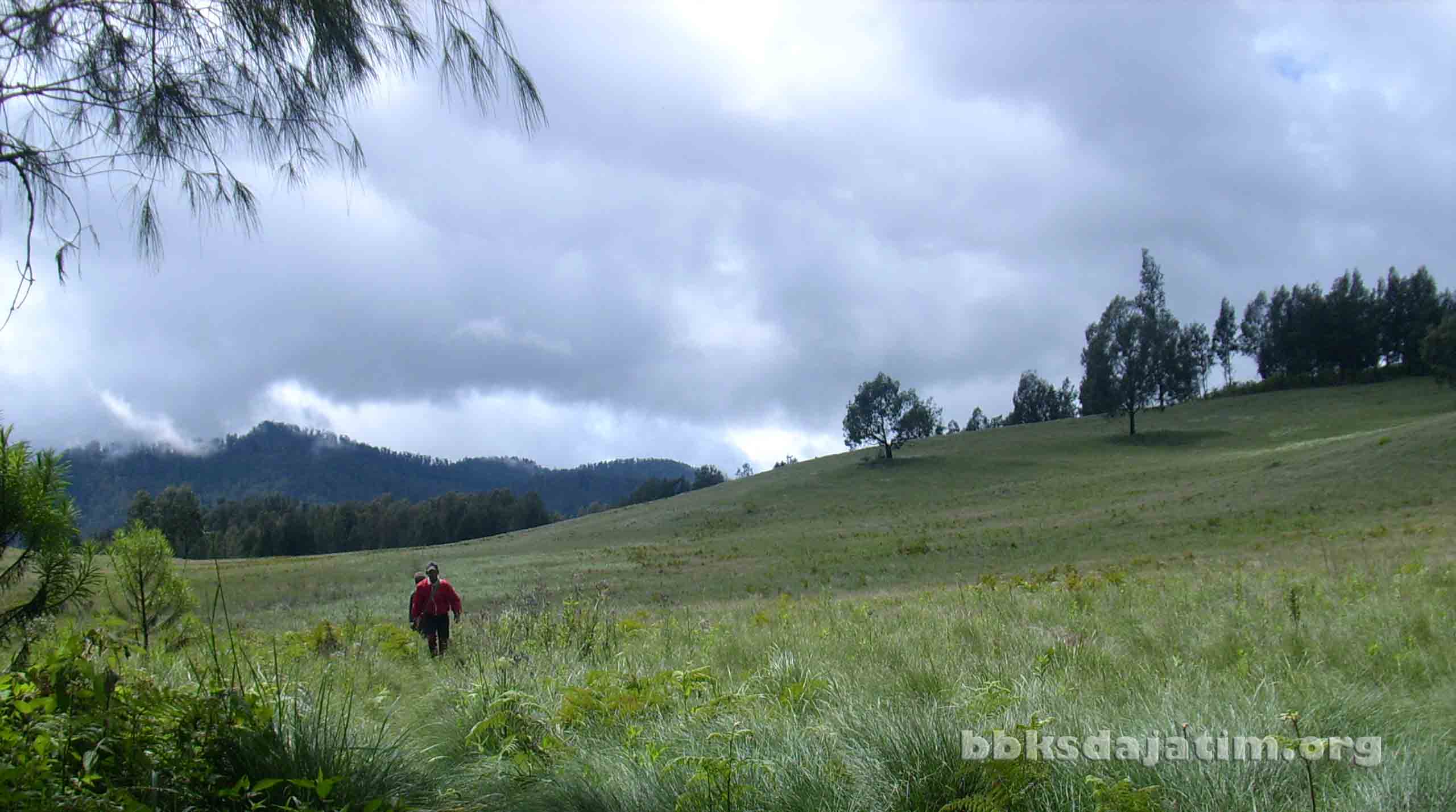 Suaka Margasatwa Dataran Tinggi Yang