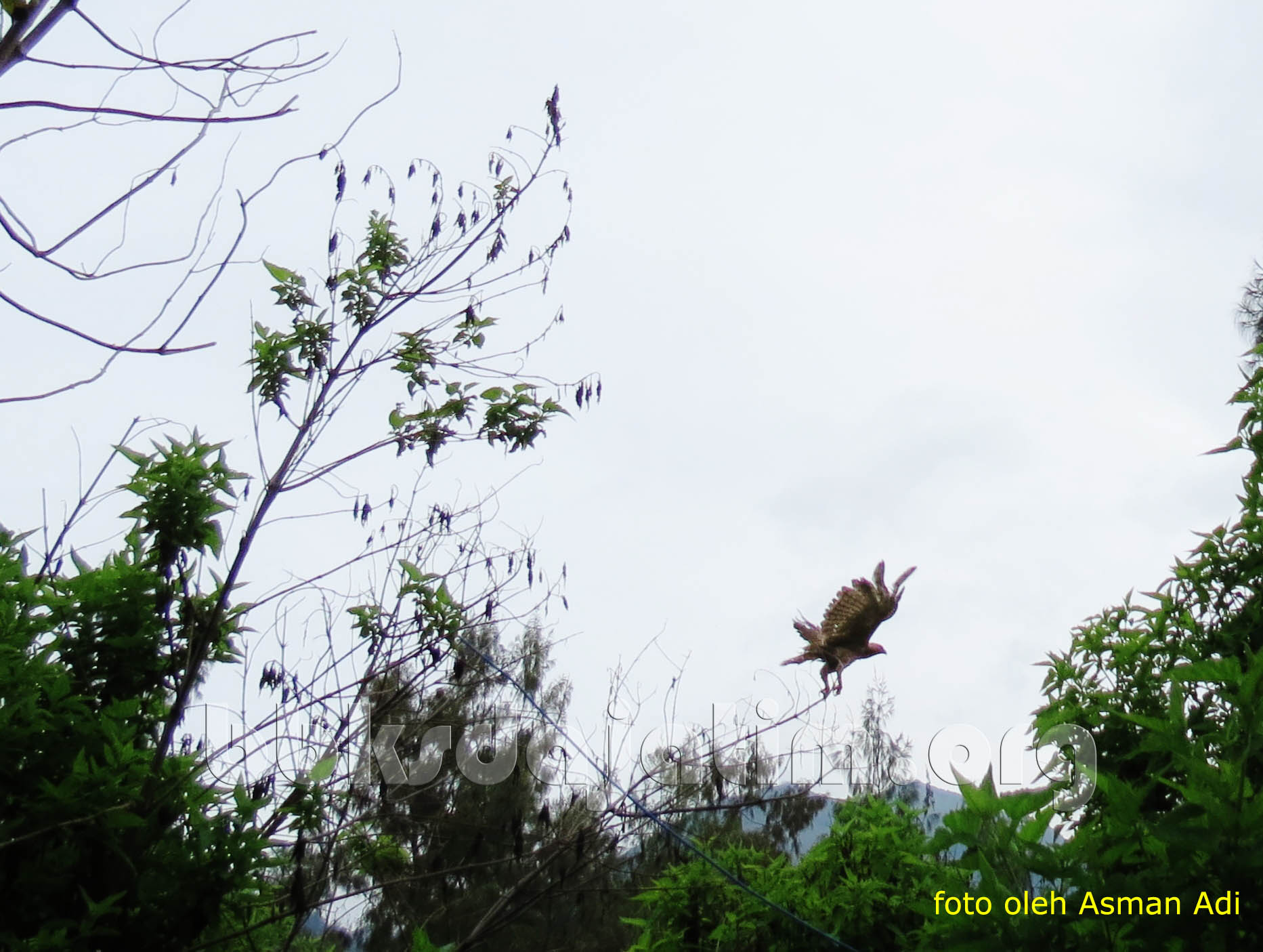 Siaran Pers Pelepasliaran Elang Jawa