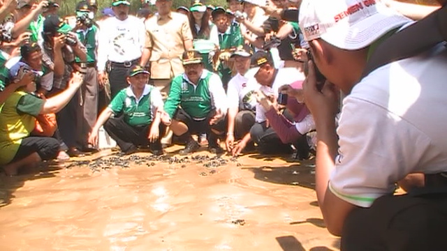 Pelepasan Tukik Di Pantai Lombang
