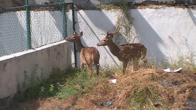 Kembali, Pengiriman TSL Berhasil Digagalkan BBKSDA Jatim