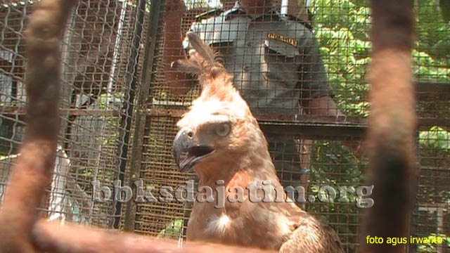 Polhut Sita Elang Jawa