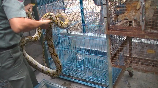 Mahapala Stiesia Serahkan Ular