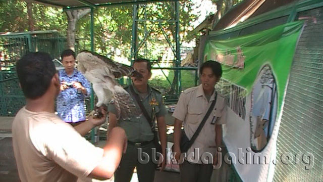 Masyarakat Serahkan Cirrhatus