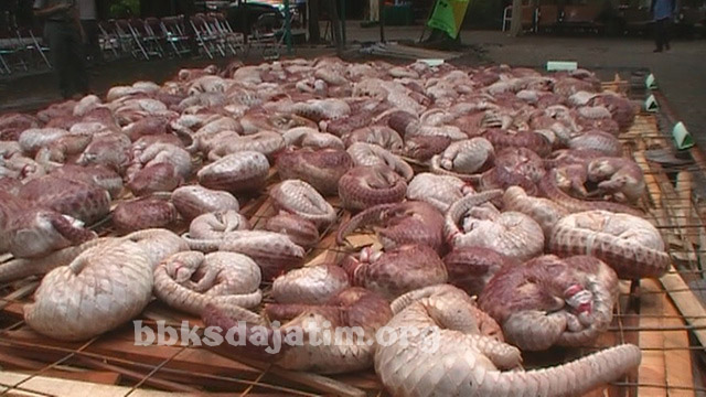 Pemusnahan Trenggiling