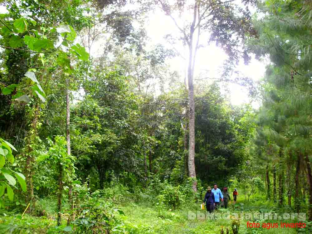 Cagar Alam Curah Manis Sempolan I-VIII