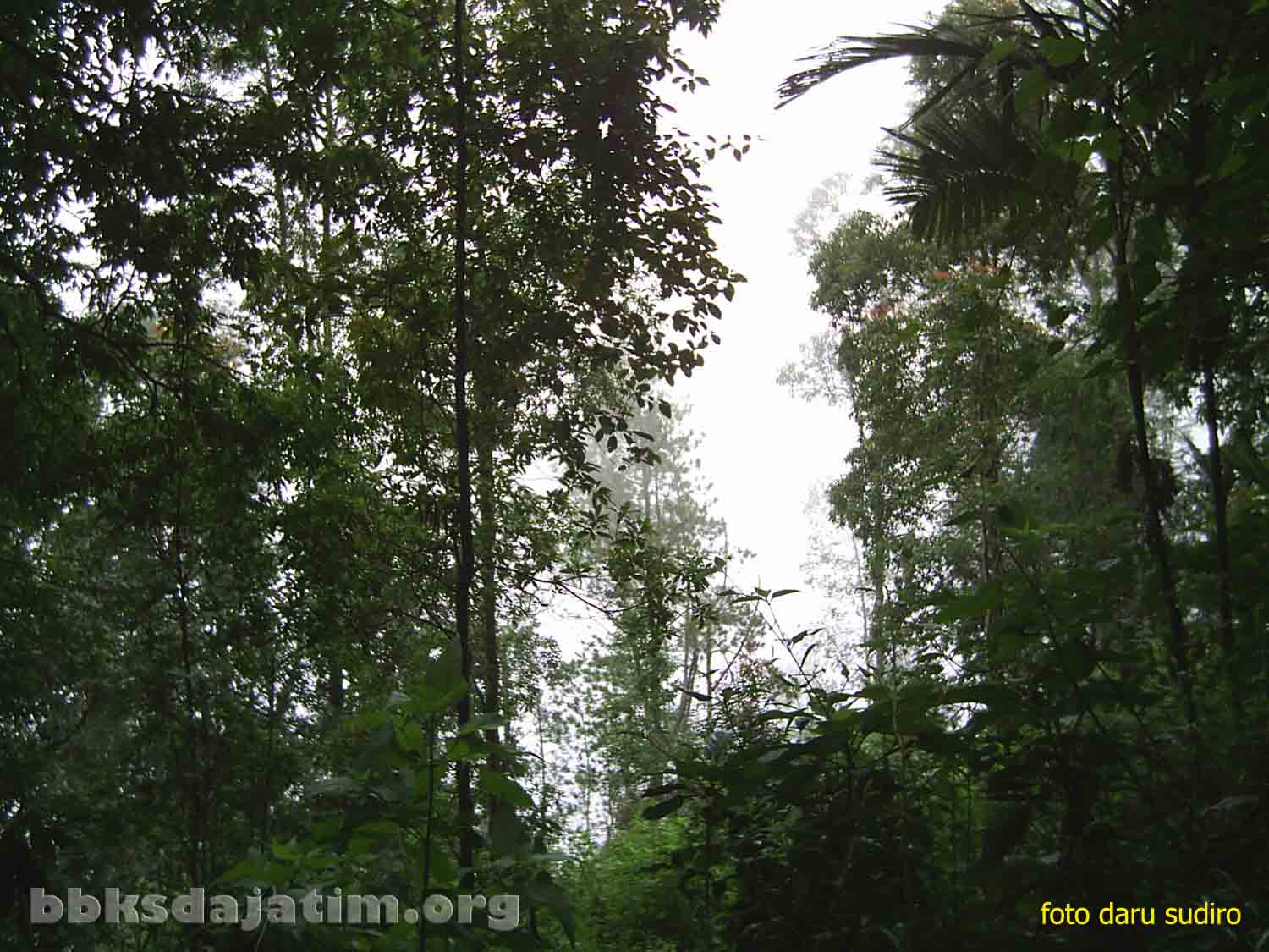 Cagar Alam Gunung Sigogor