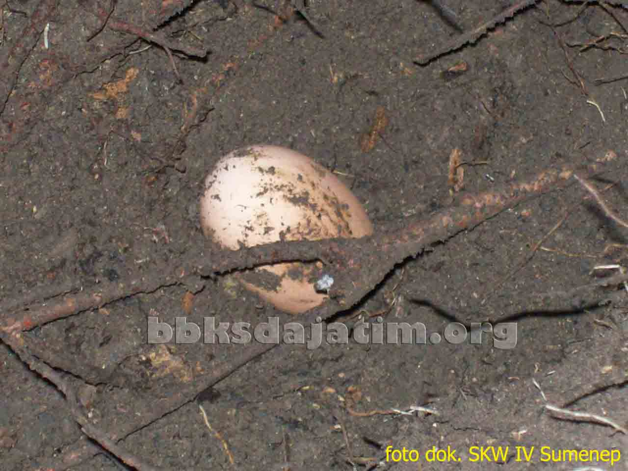 Cagar Alam Pulau Saobi