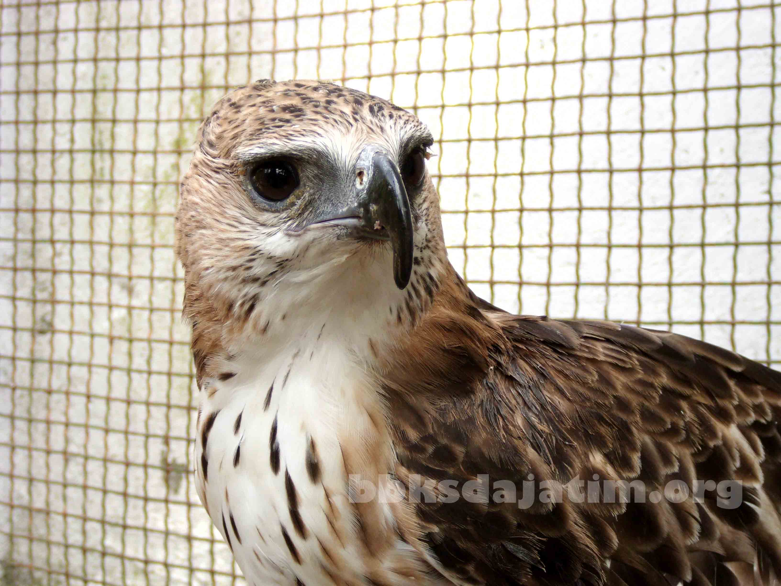 Masyarakat Serahkan Satwa Liar yang Dilindungi Undang-Undang