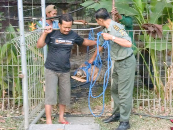 Evakuasi Buaya Muara
