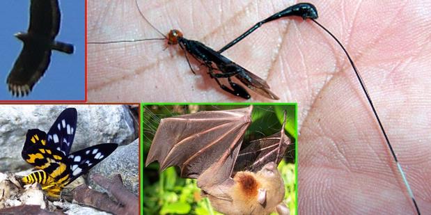 Tanpa Dukungan Dana, Ratifikasi Protokol Nagoya Tak Berarti