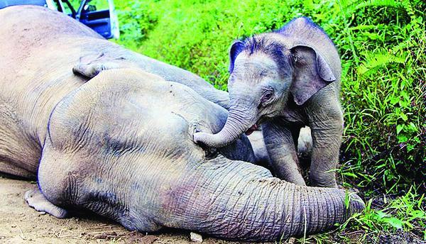 Gajah Kerdil Indonesia, Aman tetapi Juga Rawan