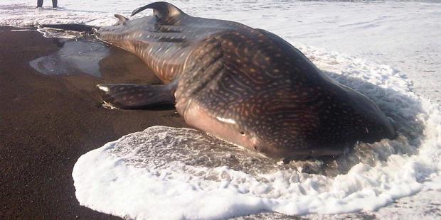 Hiu Paus Terdampar karena Disorientasi