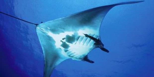 Hiu-Manta Raja Ampat Dilindungi